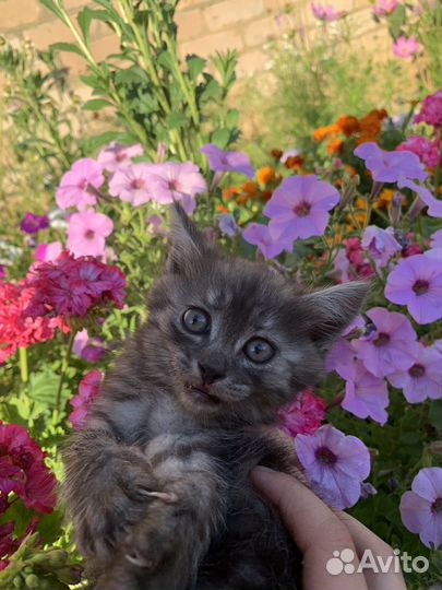 Британские котята
