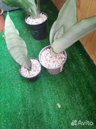 Сансевиерия муншайн