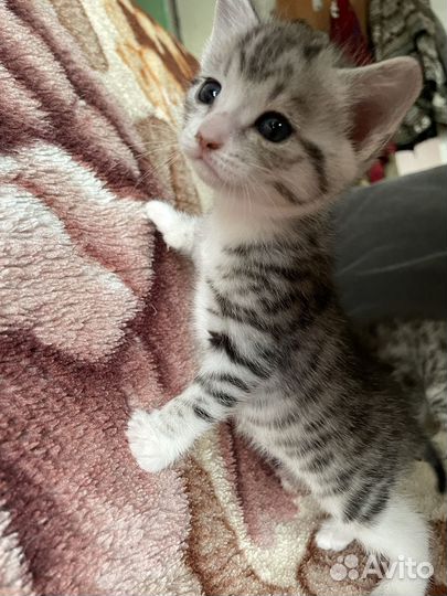 Отдам котят в добрые руки