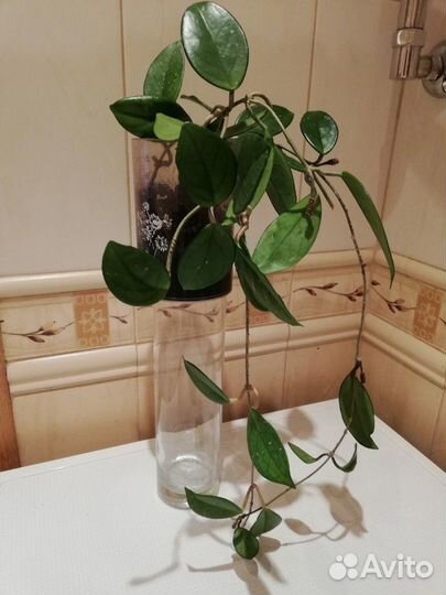 Отростки Хойи Великолепной