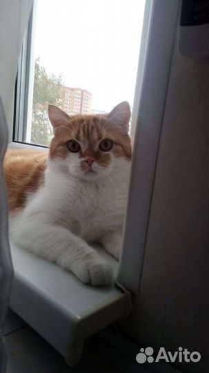 Кошечка на вязку