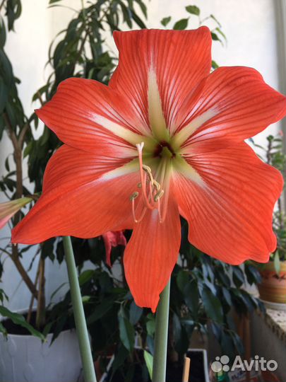 Гиппеаструм, луковица