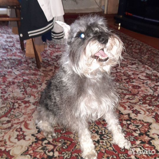 Цвергшнауцер вязка