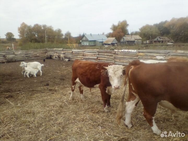 Быки, корова, телёнок