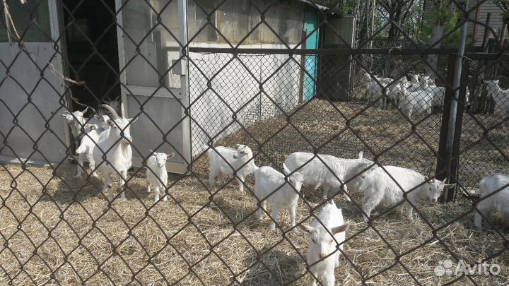 Продам козлят