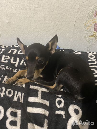 Той-терьер щенок