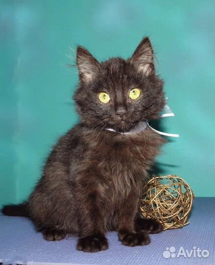 Пафнутий - очень добрый пушистик