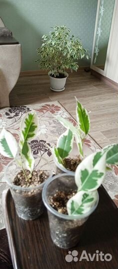 Фикус Бенжамина