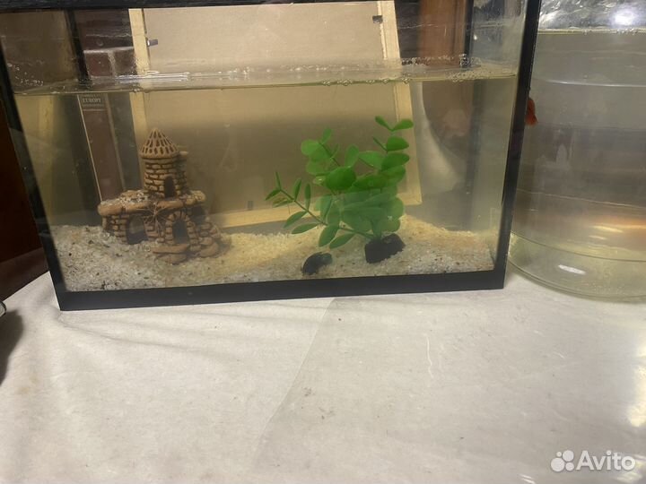 Аквариум рыбки