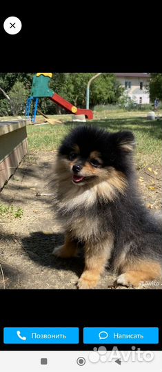 Щенки шпица