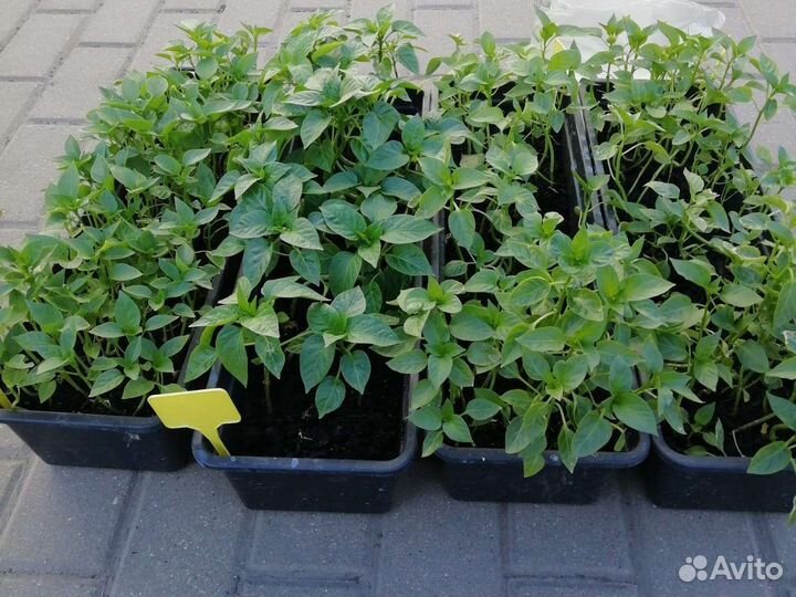 Рассада сладкого перца