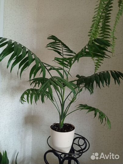 Пальма хамедорея