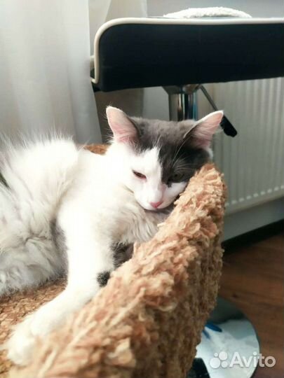 Ласковая кошка Лиза в добрые руки