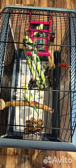Клетка для попугая бу