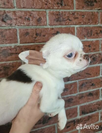 Щенки чихуахуа