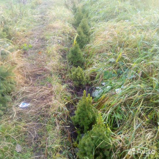 Партнерство в сх проектах