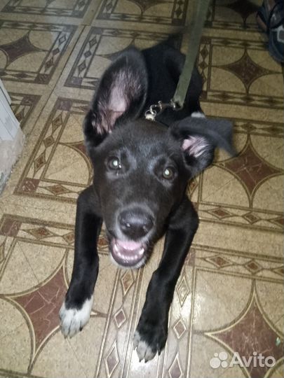 Отдам бесплатно