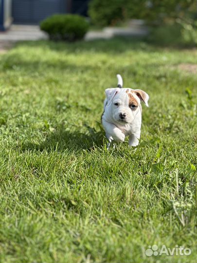 Американский стаффордширский терьер- девочка