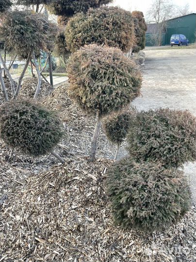 Туя вересковидная