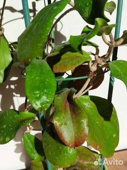 Хойи из личной коллекции