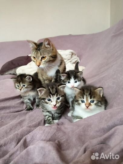 Котята в добрые руки