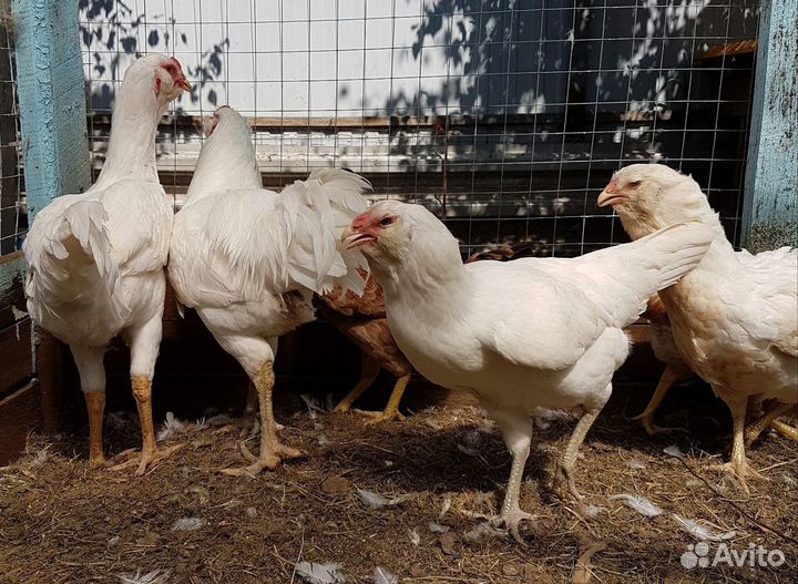 Куры несушки Кубанские красные