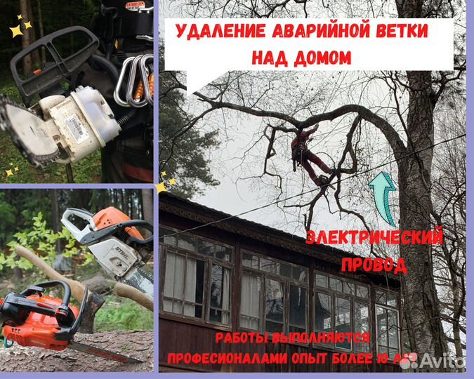 Спилить дерево. Обрезка плодовых