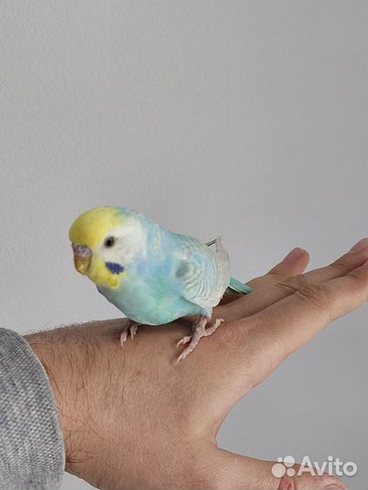 Волнистый попугай чех получех карелла ручной