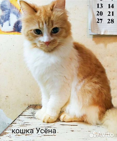 Кошки и котики в дар