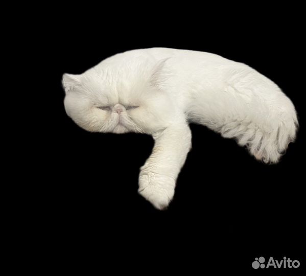 Персидская