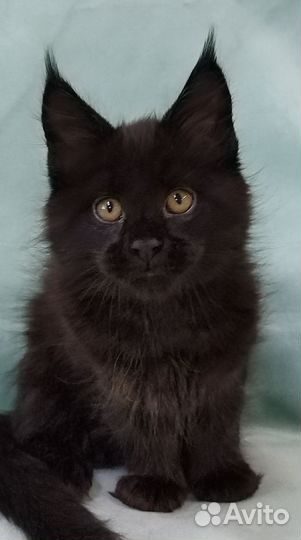 Кошечка мейн кун