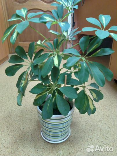 Продам цветы комнатные