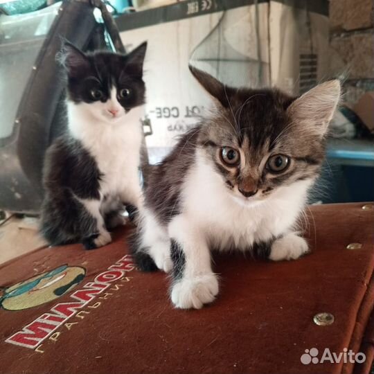 Красивые котята ищут дом