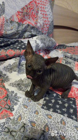 Канадский сфинкс