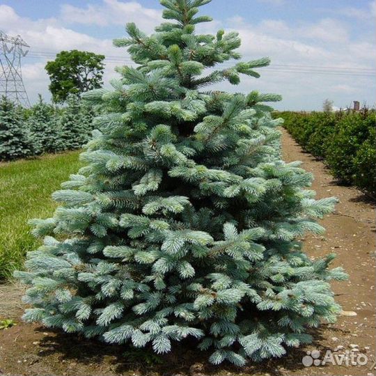 Ель колючая Glauca Arizonica