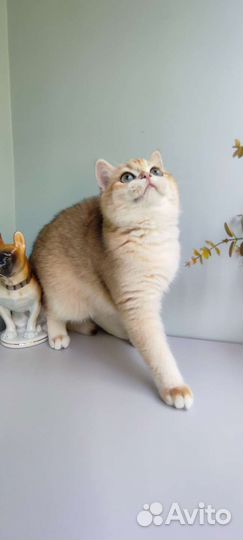 Золотая девочка