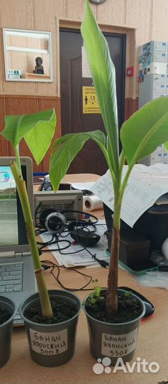 Бананы Японские детки