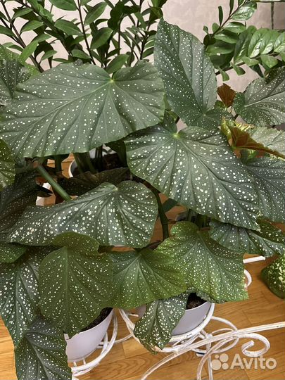 Бегония Крылья ангела