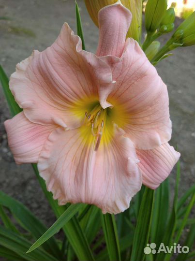 Лилейники сортовые