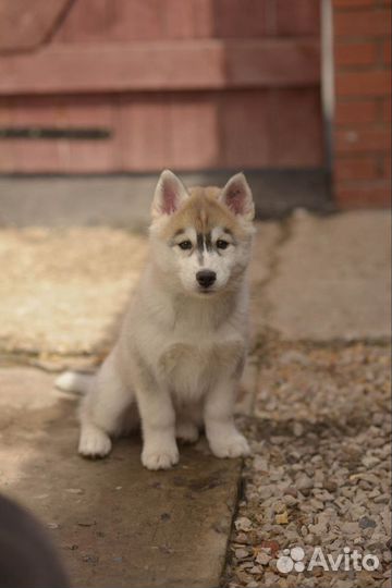 Хаски щенки