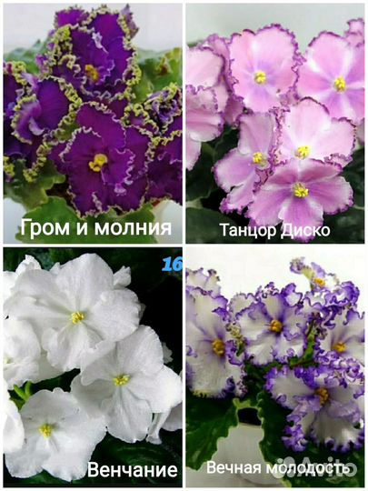 Листики сортовых фиалок (1)