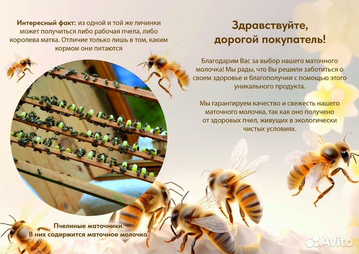 Пчелиное маточное молочко
