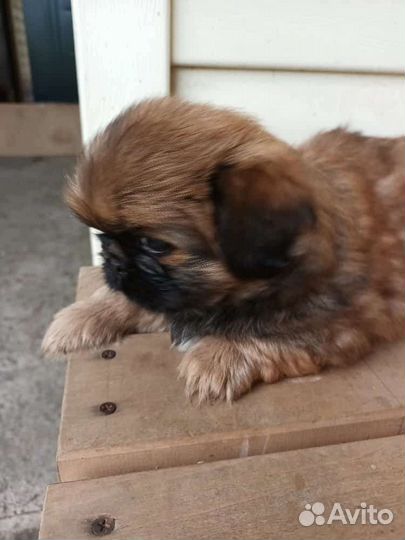 Щенки пекинеса