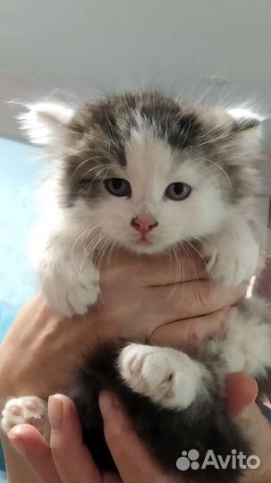 Котята Бездомные в Добрые Руки