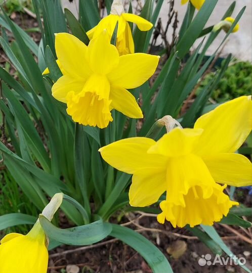 Луковицы нарциссов
