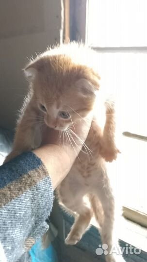 Рыжий котик вислоухий