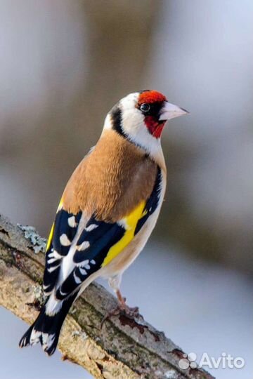 Певчие птицы репелов