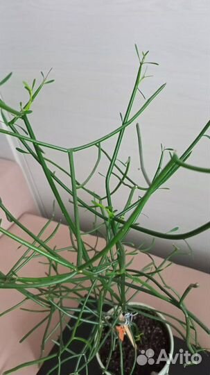 Хатиора или рапсалис