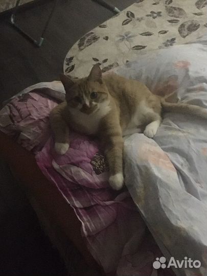 Отдам в добрые руки кошку