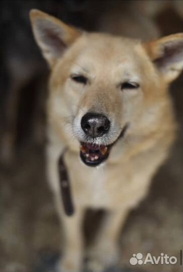 Невероятный Фокс ищет дом